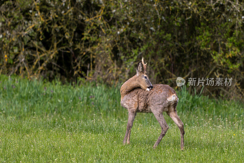 公鹿(Capreolus Capreolus)